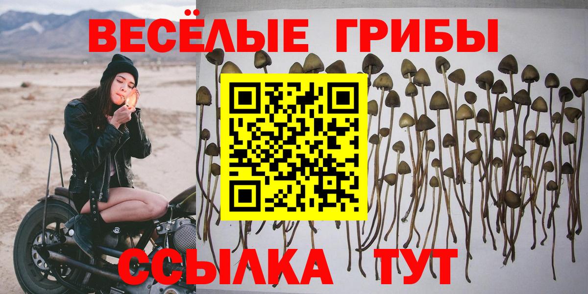 Псилоцибиновые грибы Psilocybine cubensis Советский